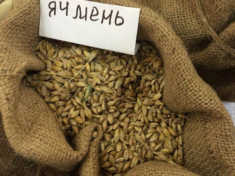 Ячмень