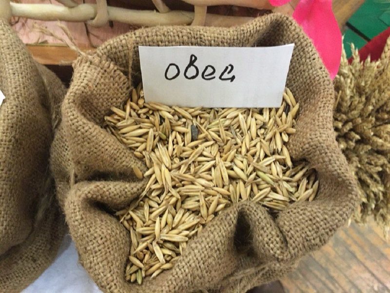 Овёс